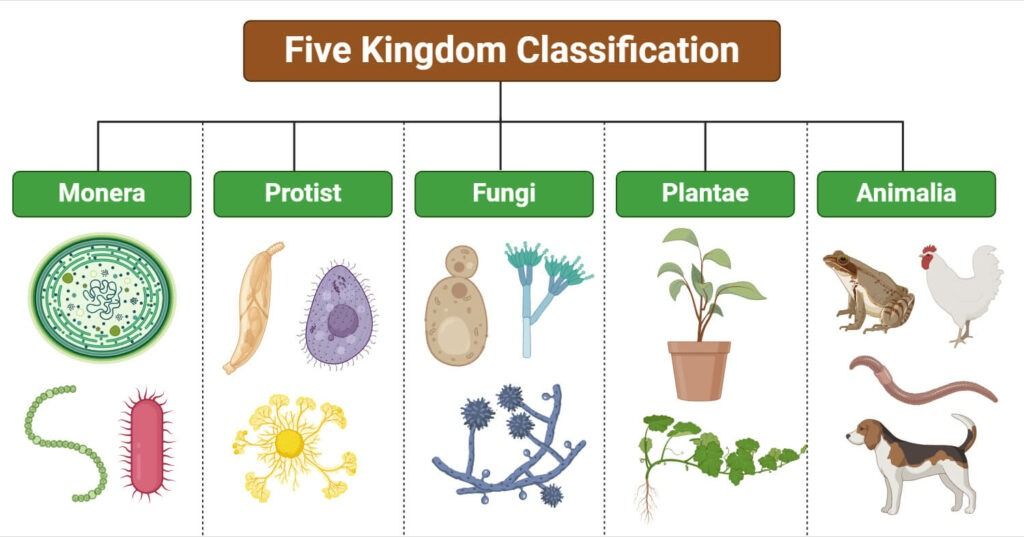 Klasifikasi Makhluk Hidup Sistem 5 Kingdom dan Contohnya